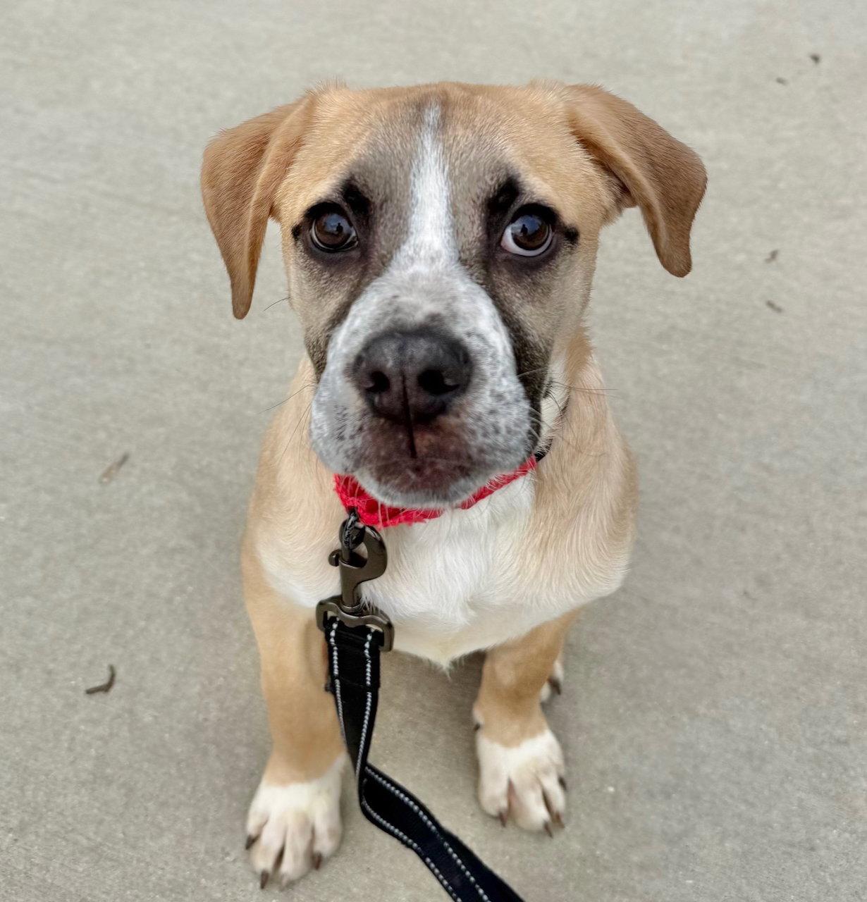 Enlarge Apple Pie, a Adoptable mixed breed in GILBERTS, IL image 2/3