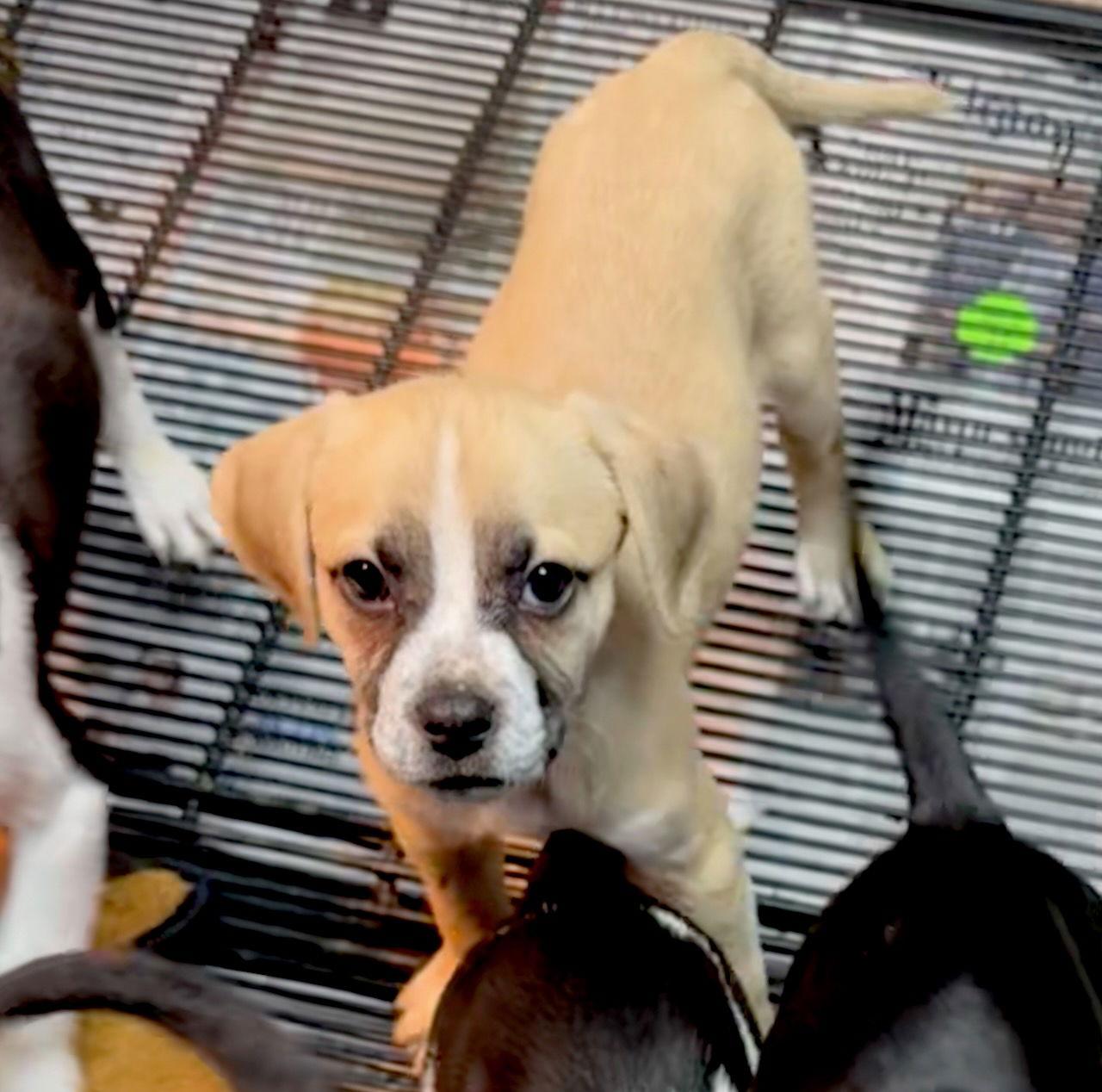 Apple Pie, Adoptable, Puppy Male Boston Terrier & Pit Bull Terrier.