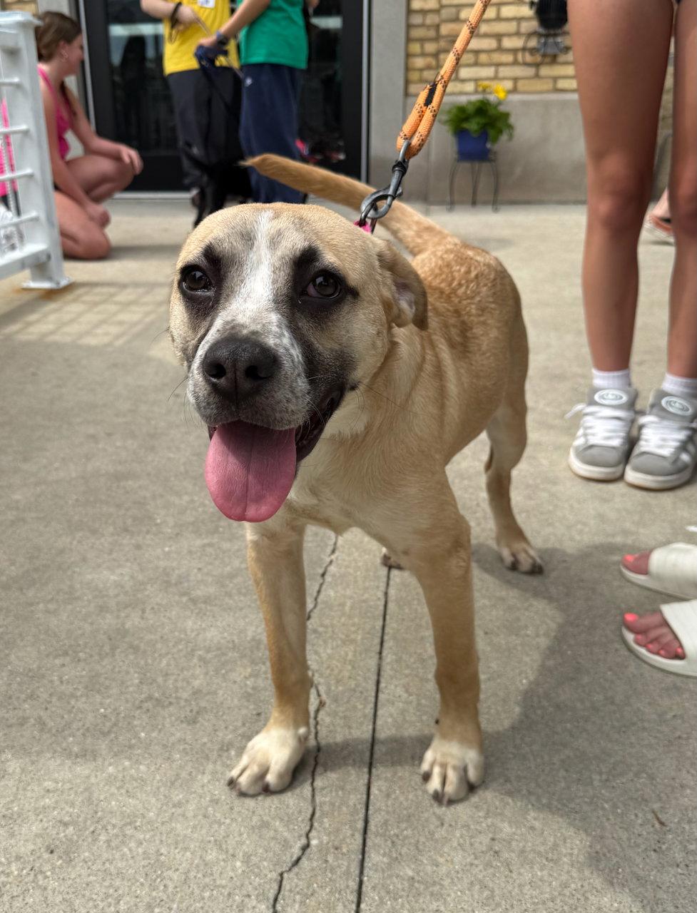 Enlarge Apple Pie, a Adoptable mixed breed in GILBERTS, IL image 2/3