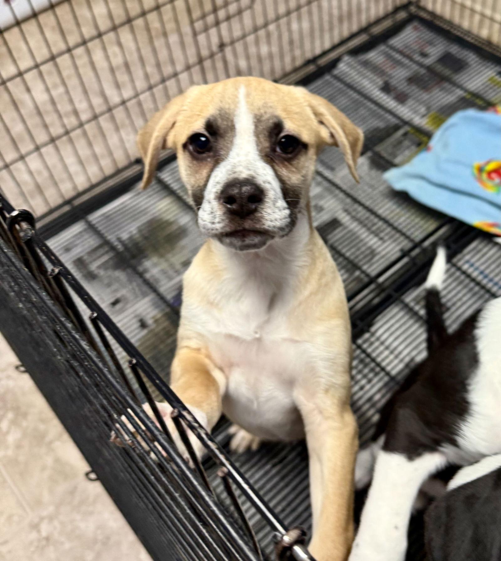 Enlarge Apple Pie, a Adoptable mixed breed in GILBERTS, IL image 2/3