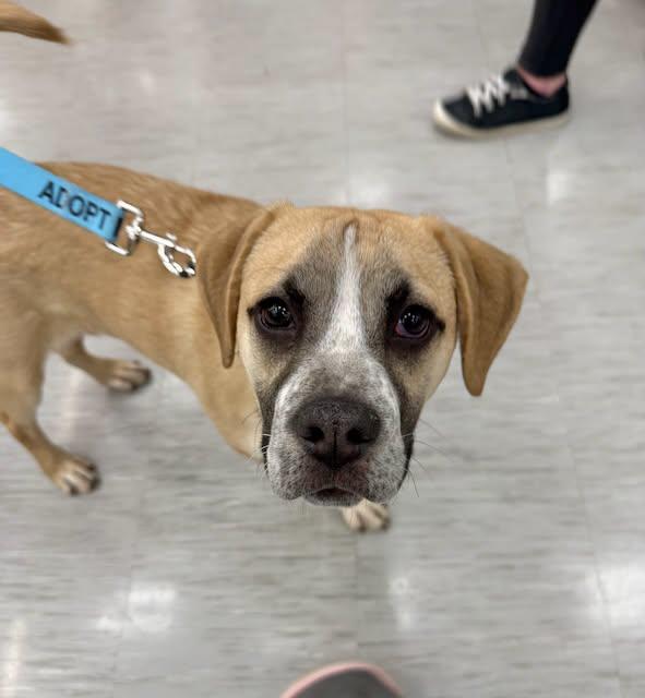 Enlarge Apple Pie, a Adoptable mixed breed in GILBERTS, IL image 3/3