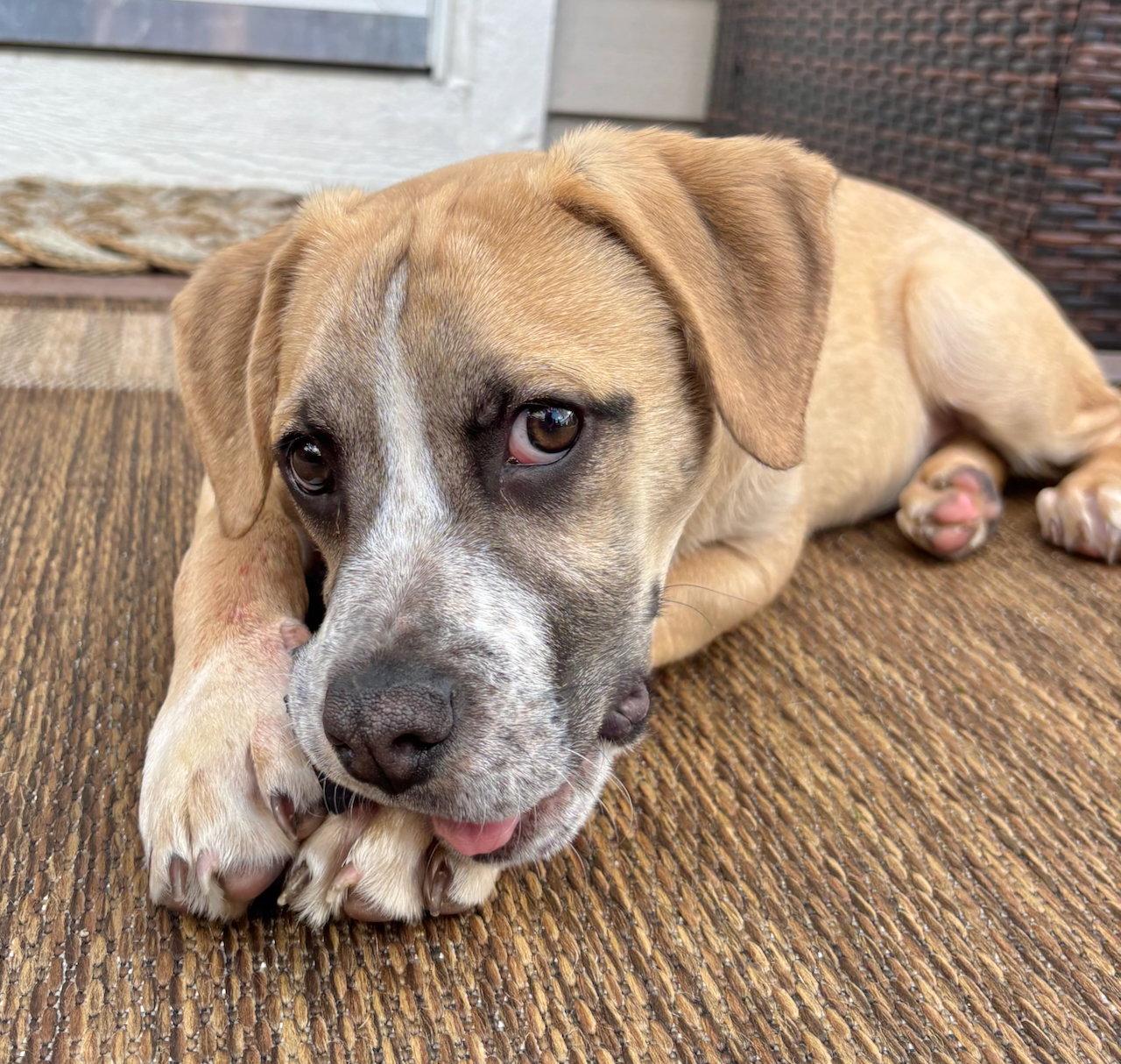 Enlarge Apple Pie, a Adoptable mixed breed in GILBERTS, IL image 3/3