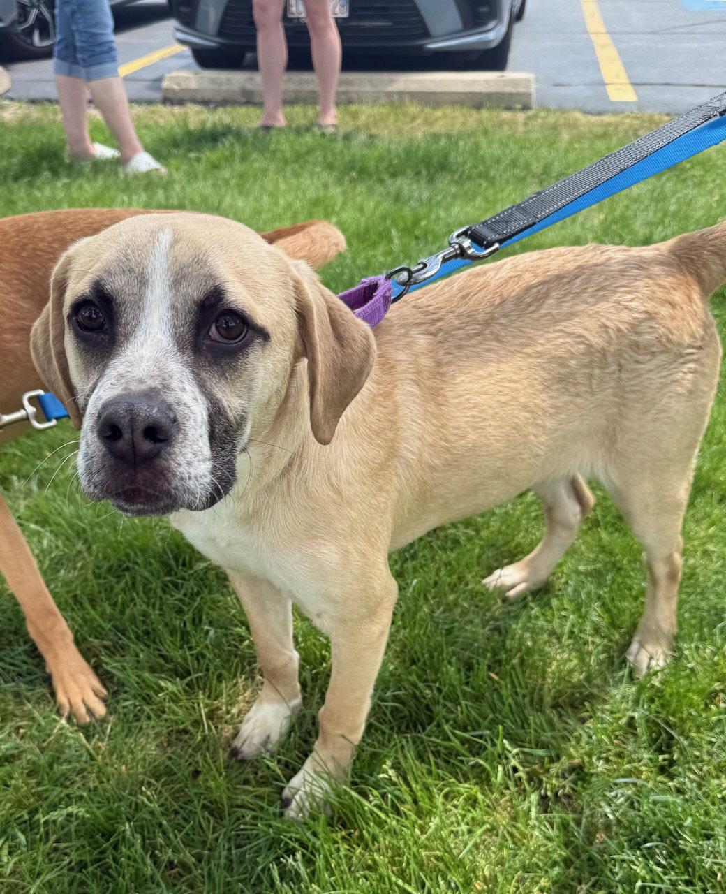 Apple Pie, a Adoptable mixed breed in GILBERTS, IL image 3/3