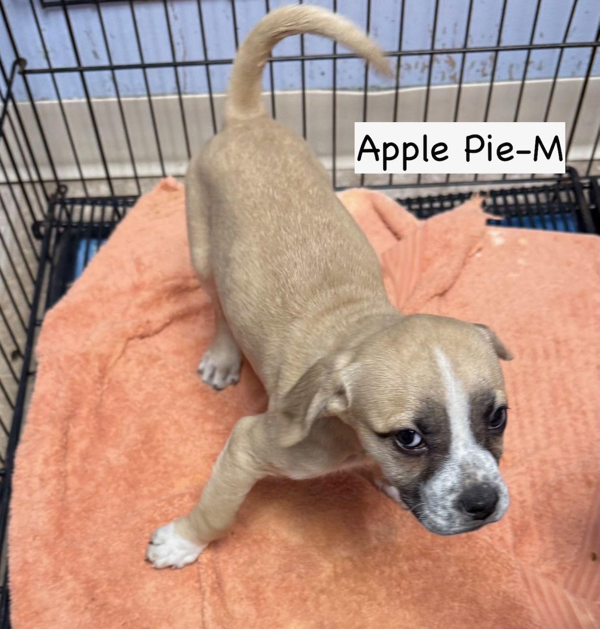 Enlarge Apple Pie, a Adoptable mixed breed in GILBERTS, IL image 3/3
