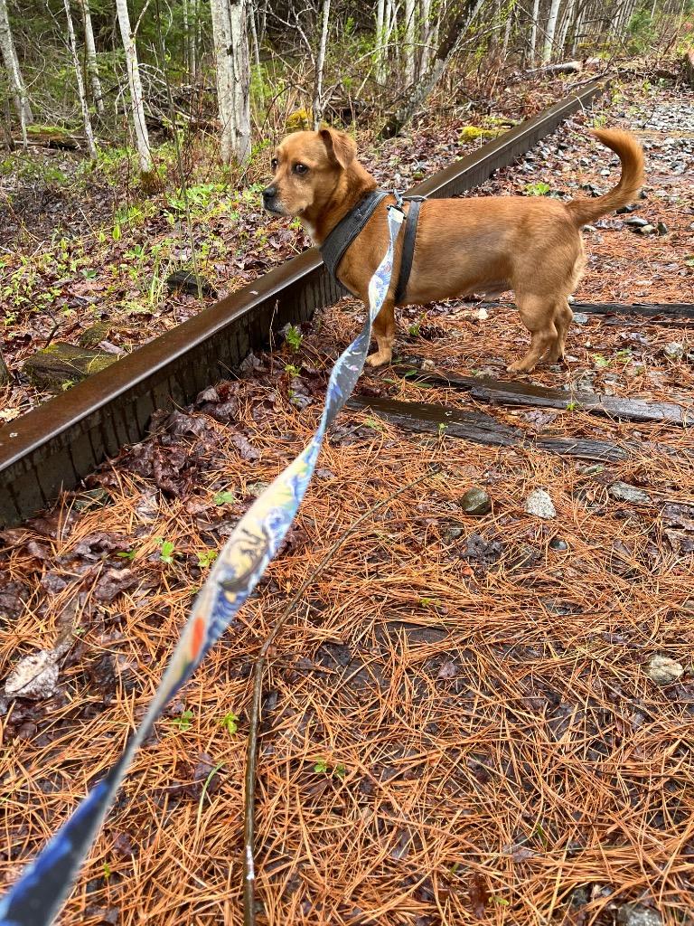 Waylon, Adoptable, Adult Male Dachshund & Jack Russell Terrier.