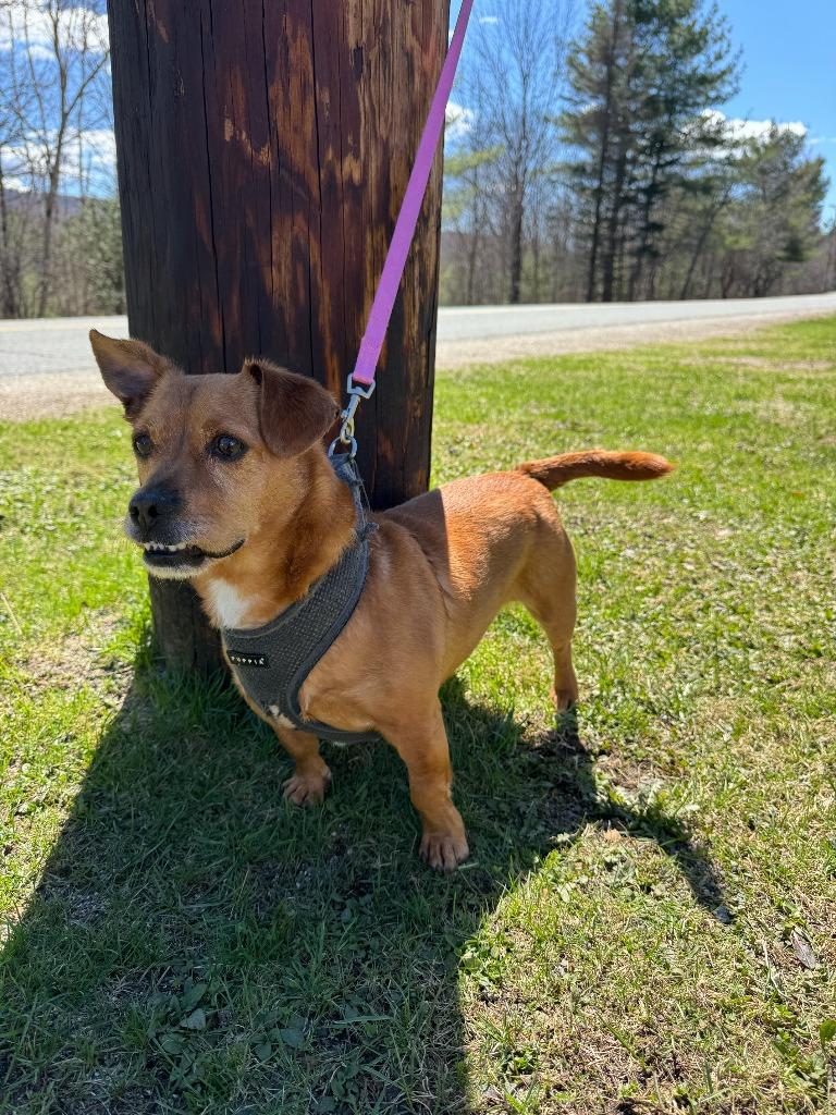 Waylon, a Adoptable mixed breed in Lunenburg, VT image 2/3