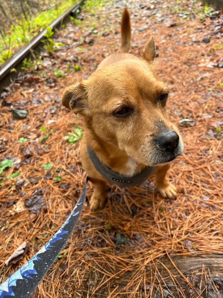 Waylon, a Adoptable mixed breed in Lunenburg, VT image 3/3