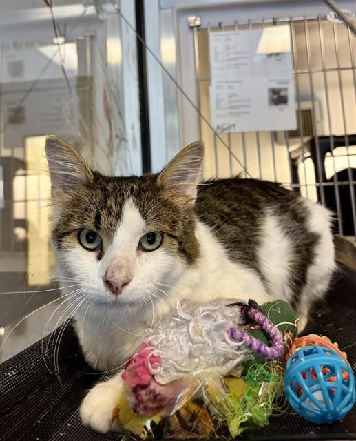 HUBERT, Adoptable, Young Male Domestic Short Hair.