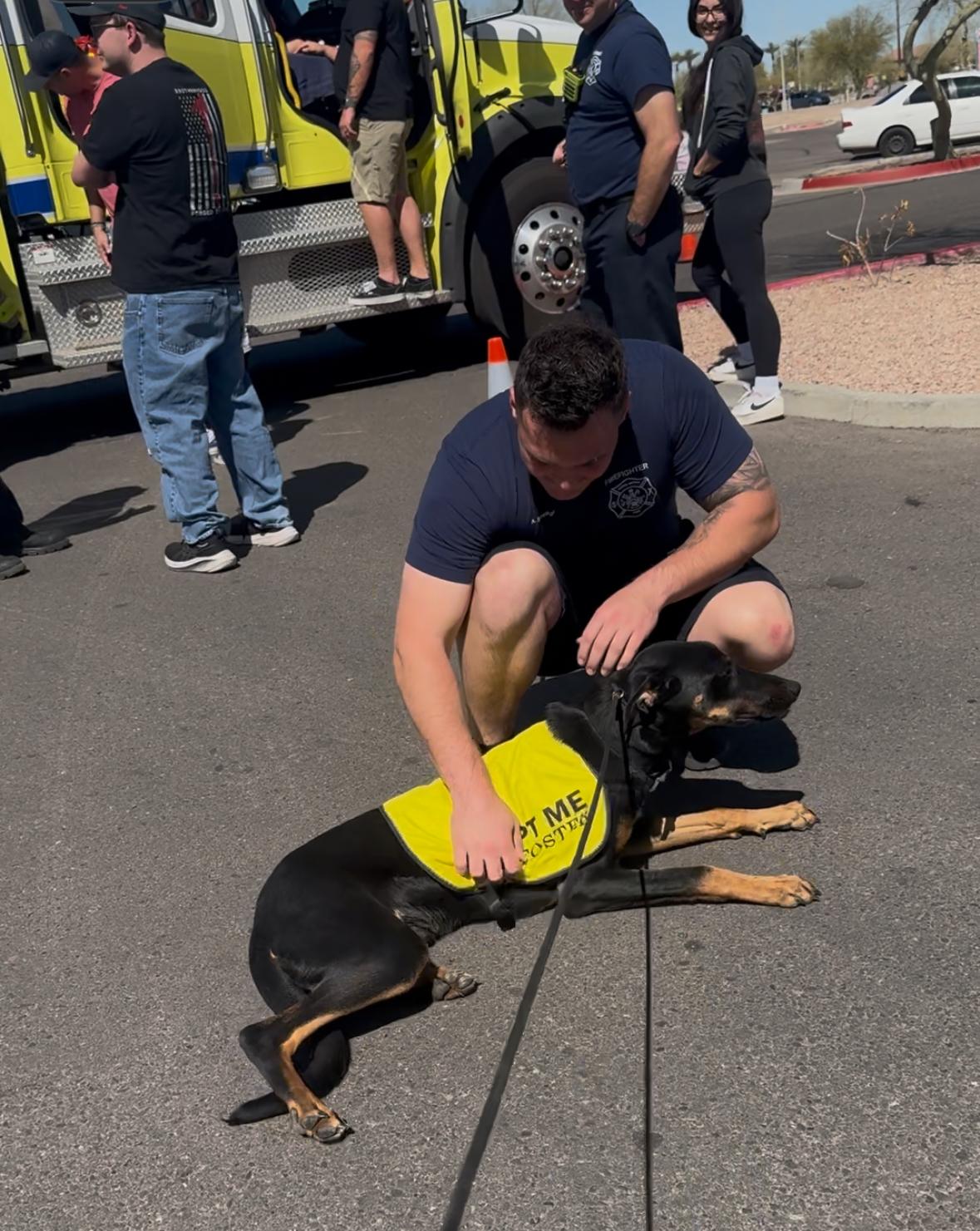 Donnie, Adoptable, Young Male Doberman Pinscher & German Shepherd Dog.