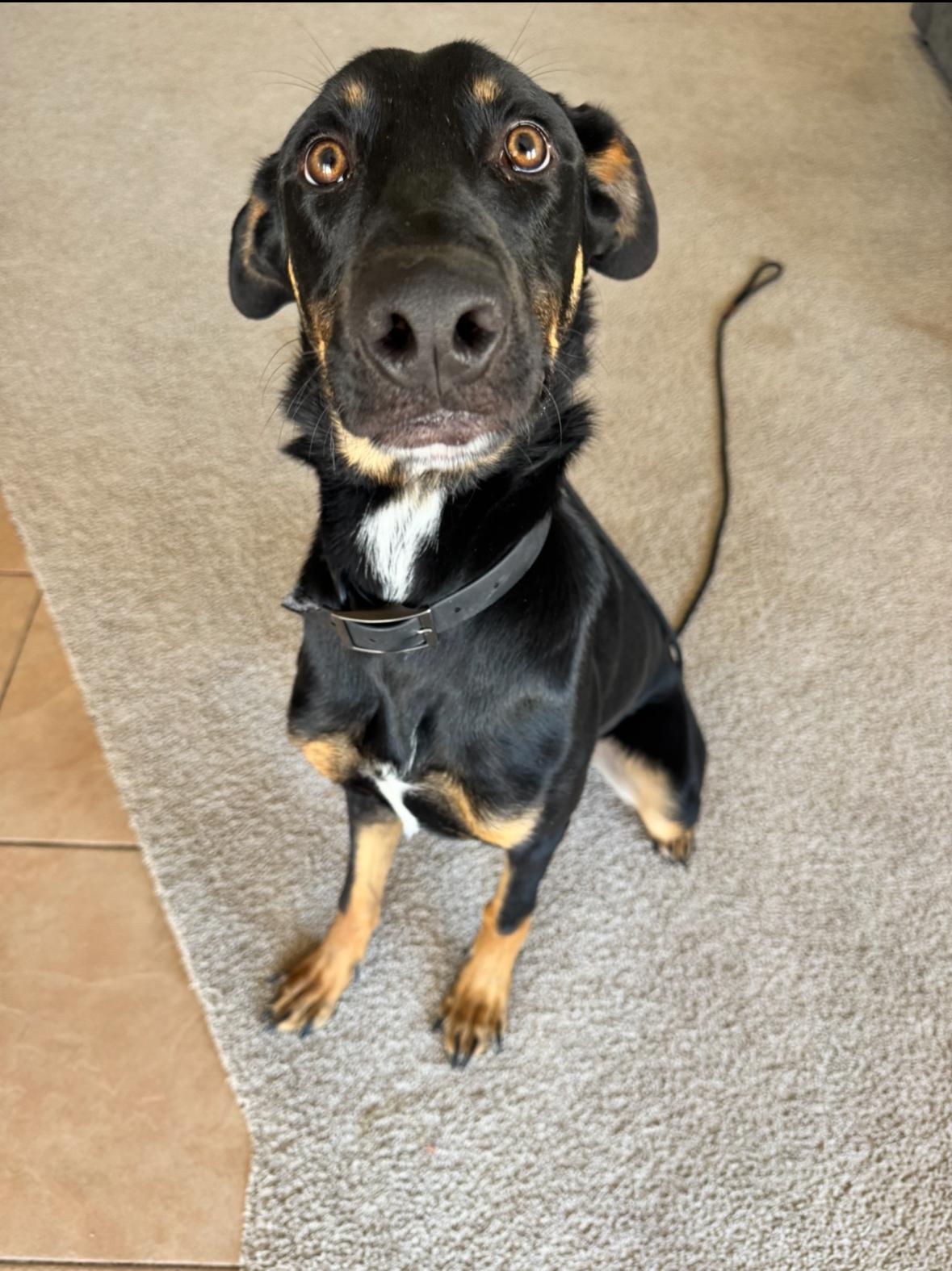 Enlarge Donnie, a Adoptable mixed breed in San Tan Valley, AZ image 2/2