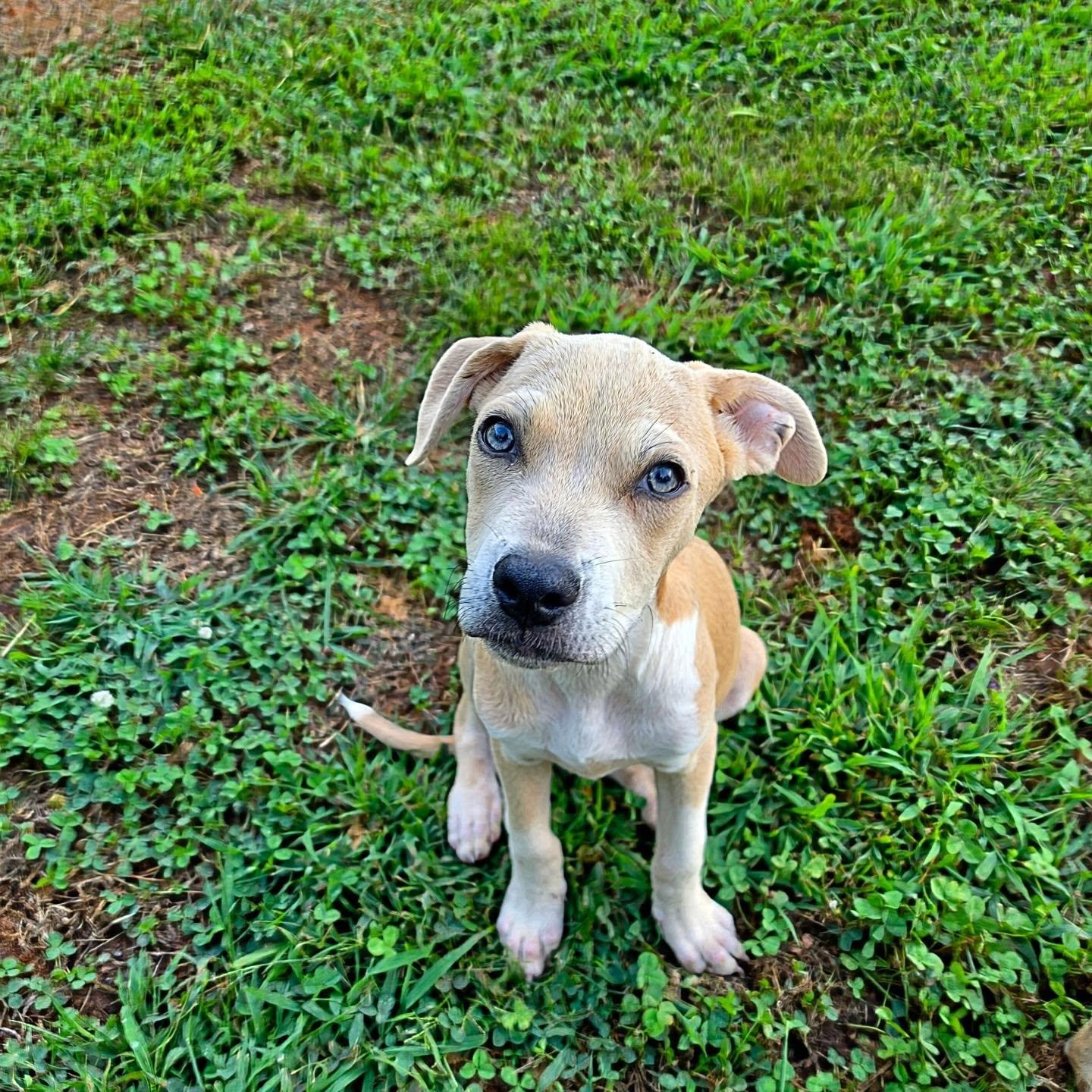 Enlarge Rayne, a Adoptable mixed breed in Ridgefield, NJ image 3/6
