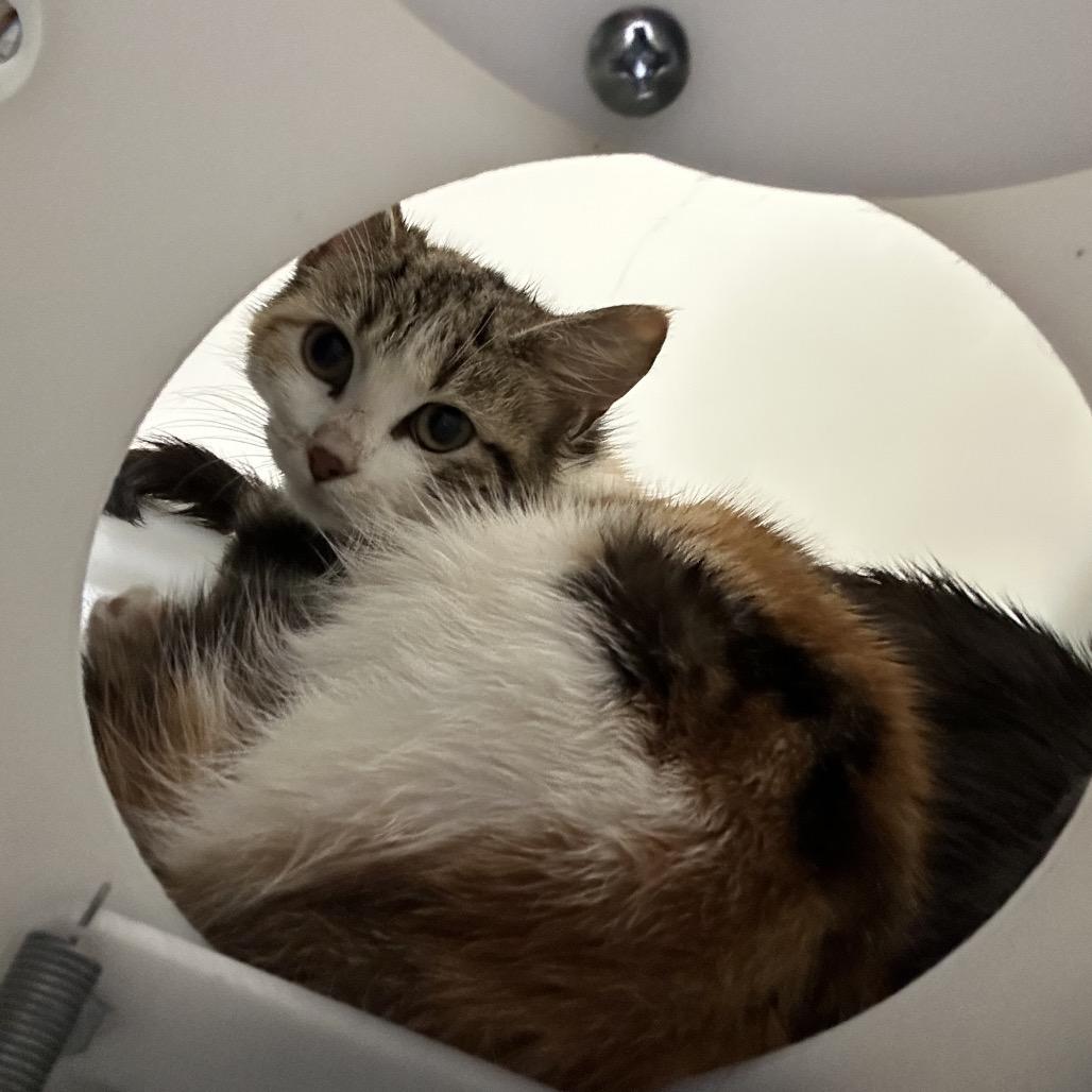 Enlarge Annabelle, a Adoptable Domestic Short Hair in Bronson, FL image 1/1