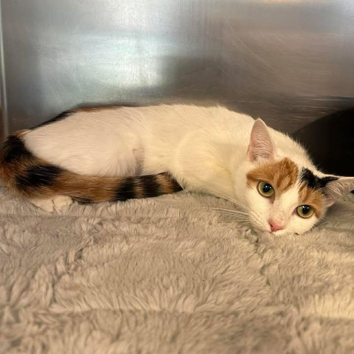 Maddie, adopted, Young Female Calico.