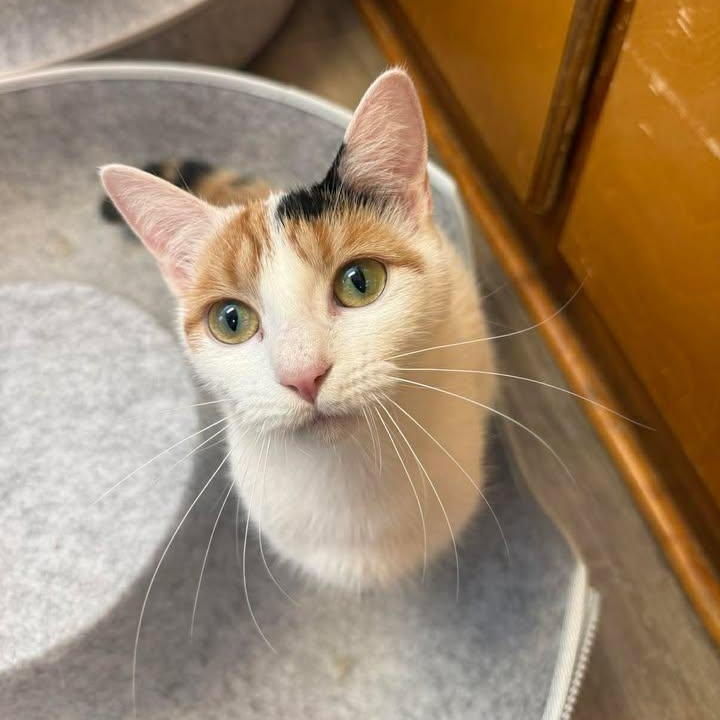 Enlarge Maddie, an adopted Calico in Wilmington, NC image 2/3