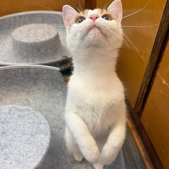 Enlarge Maddie, an adopted Calico in Wilmington, NC image 3/3