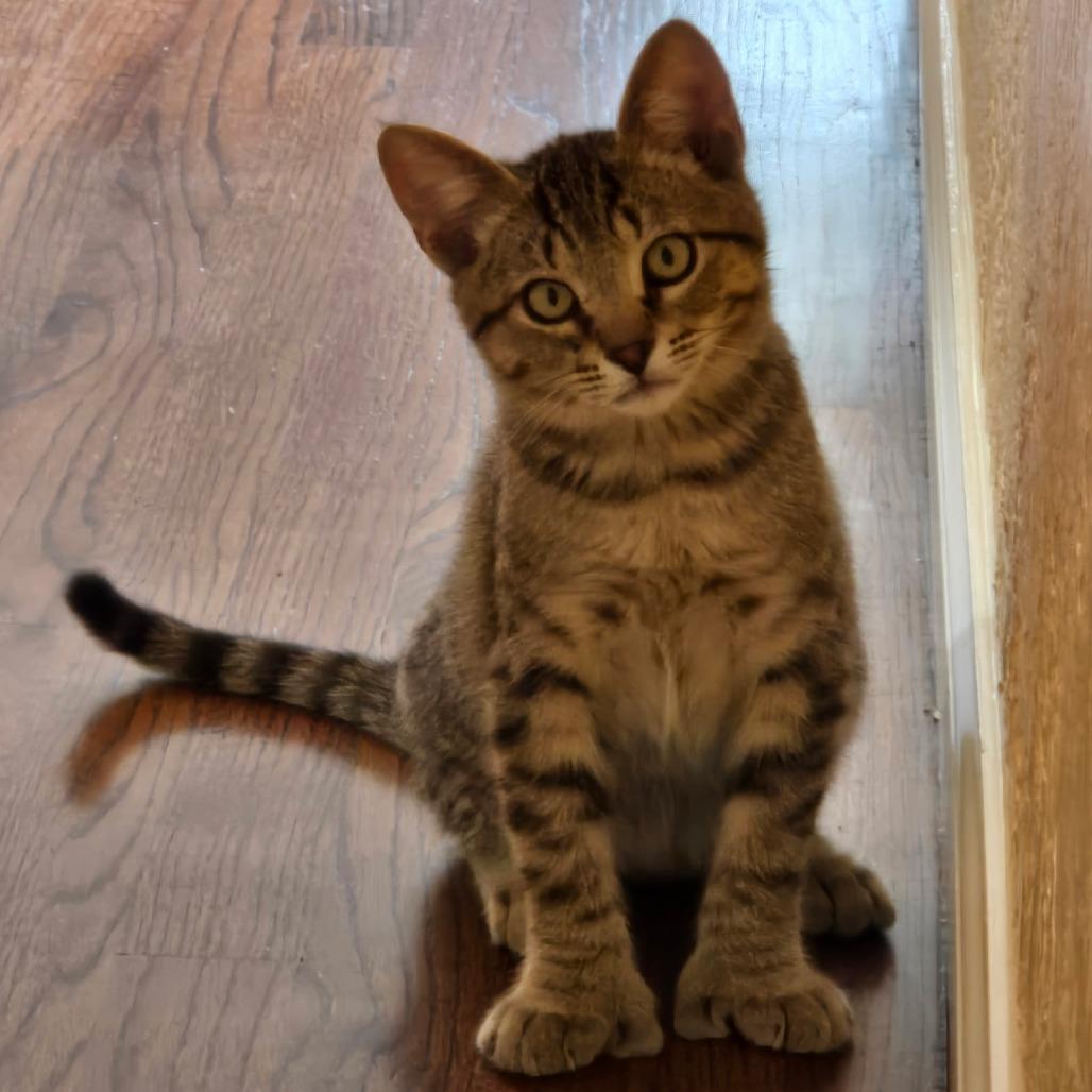 Mittens, Adoptable, Kitten Male Domestic Short Hair.