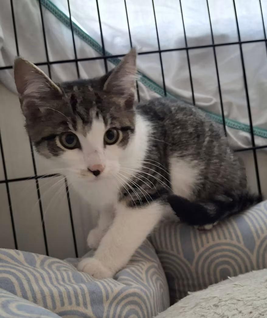 Boo, Adoptable, Kitten Male Domestic Short Hair.