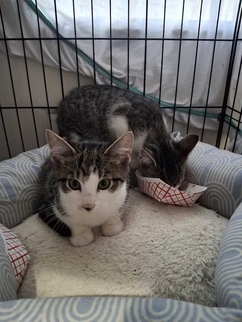Enlarge Boo, a Adoptable Domestic Short Hair in Monterey, VA image 3/4