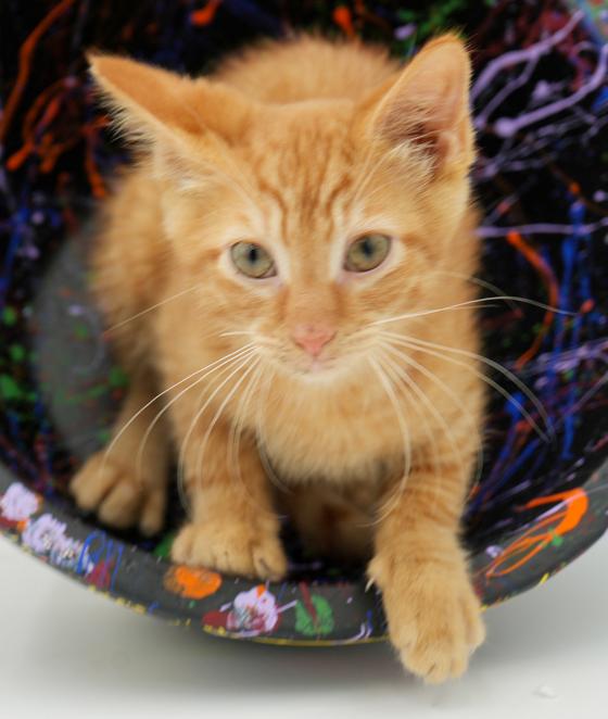 Big Red is just spectacular - orange kitten angel - wow!