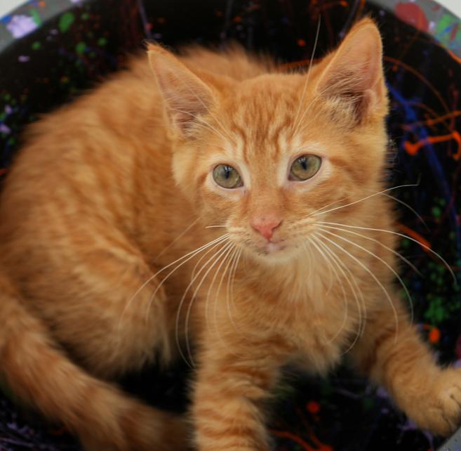 Big Red is just spectacular - orange kitten angel - wow!