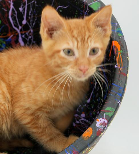 Big Red is just spectacular - orange kitten angel - wow!