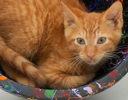 Big Red is just spectacular - orange kitten angel - wow!
