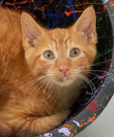 Big Red is just spectacular - orange kitten angel - wow!