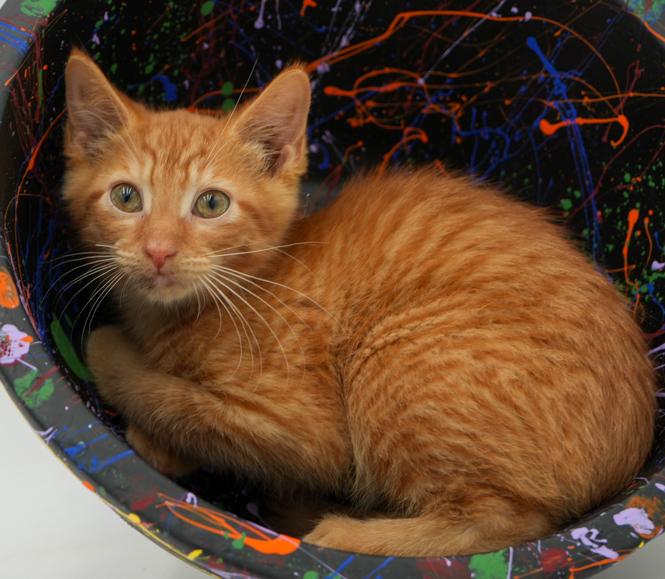 Big Red is just spectacular - orange kitten angel - wow!