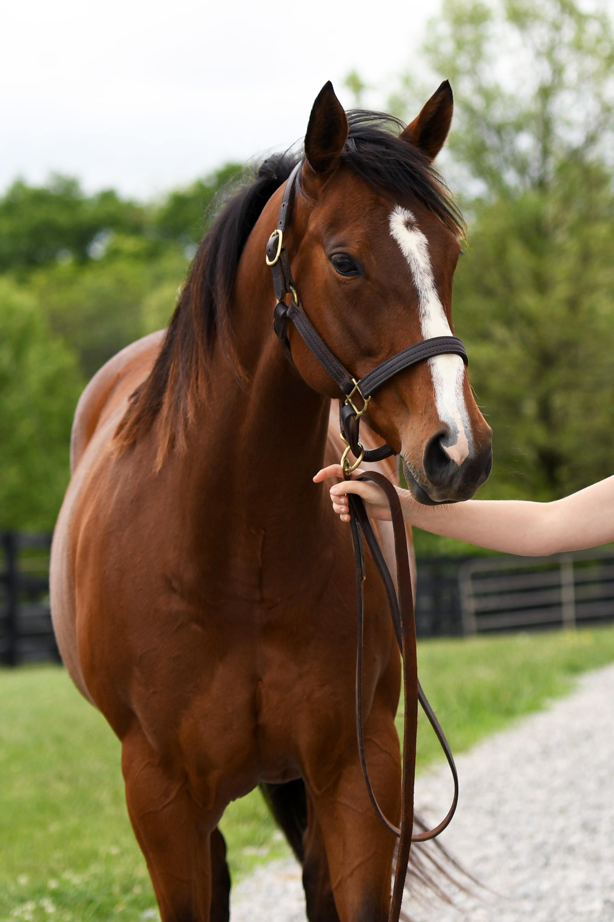 Enlarge Wailua, a Adoptable Thoroughbred in Nicholasville, KY image 4/4