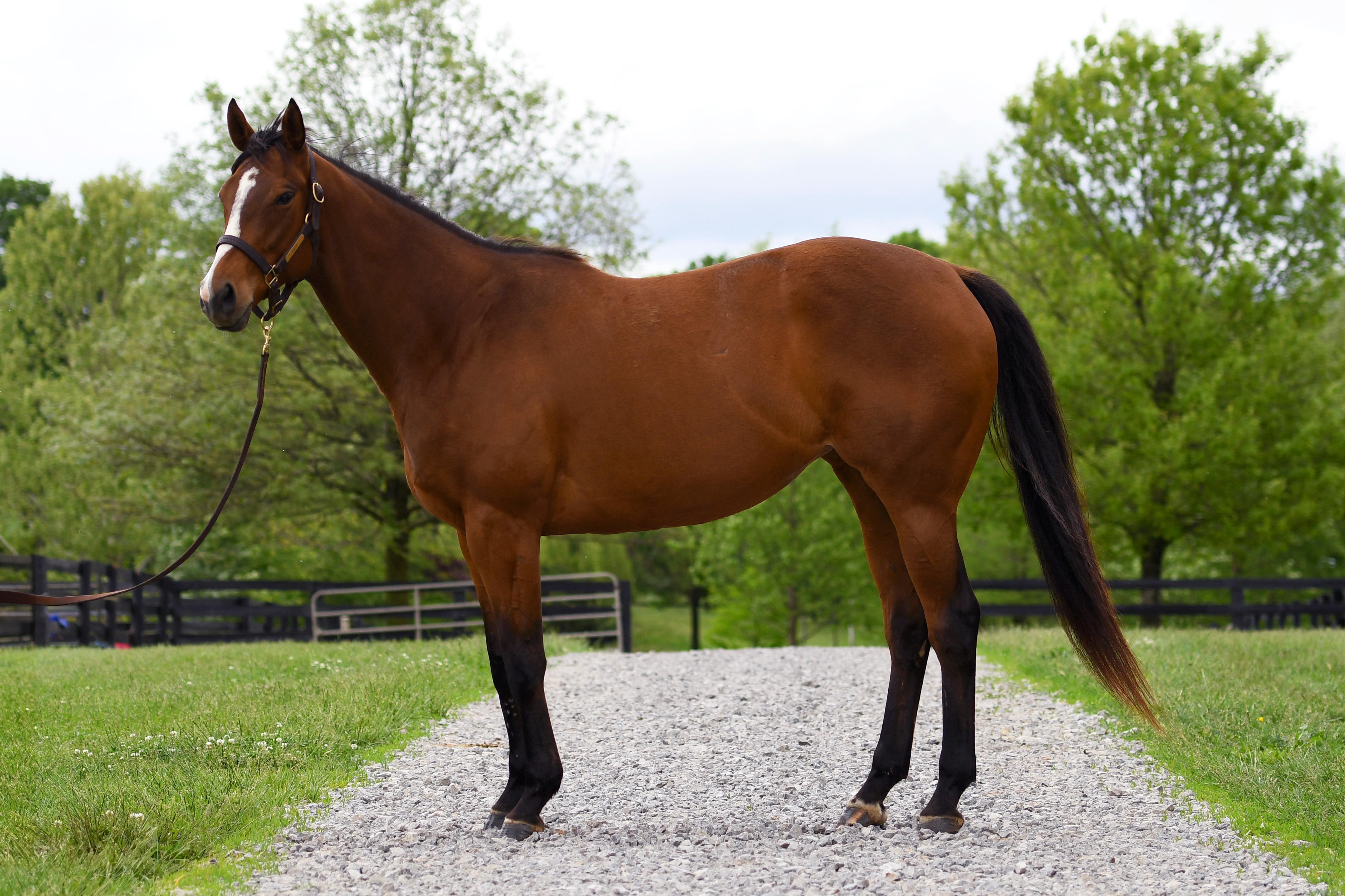 Enlarge Wailua, a Adoptable Thoroughbred in Nicholasville, KY image 2/4