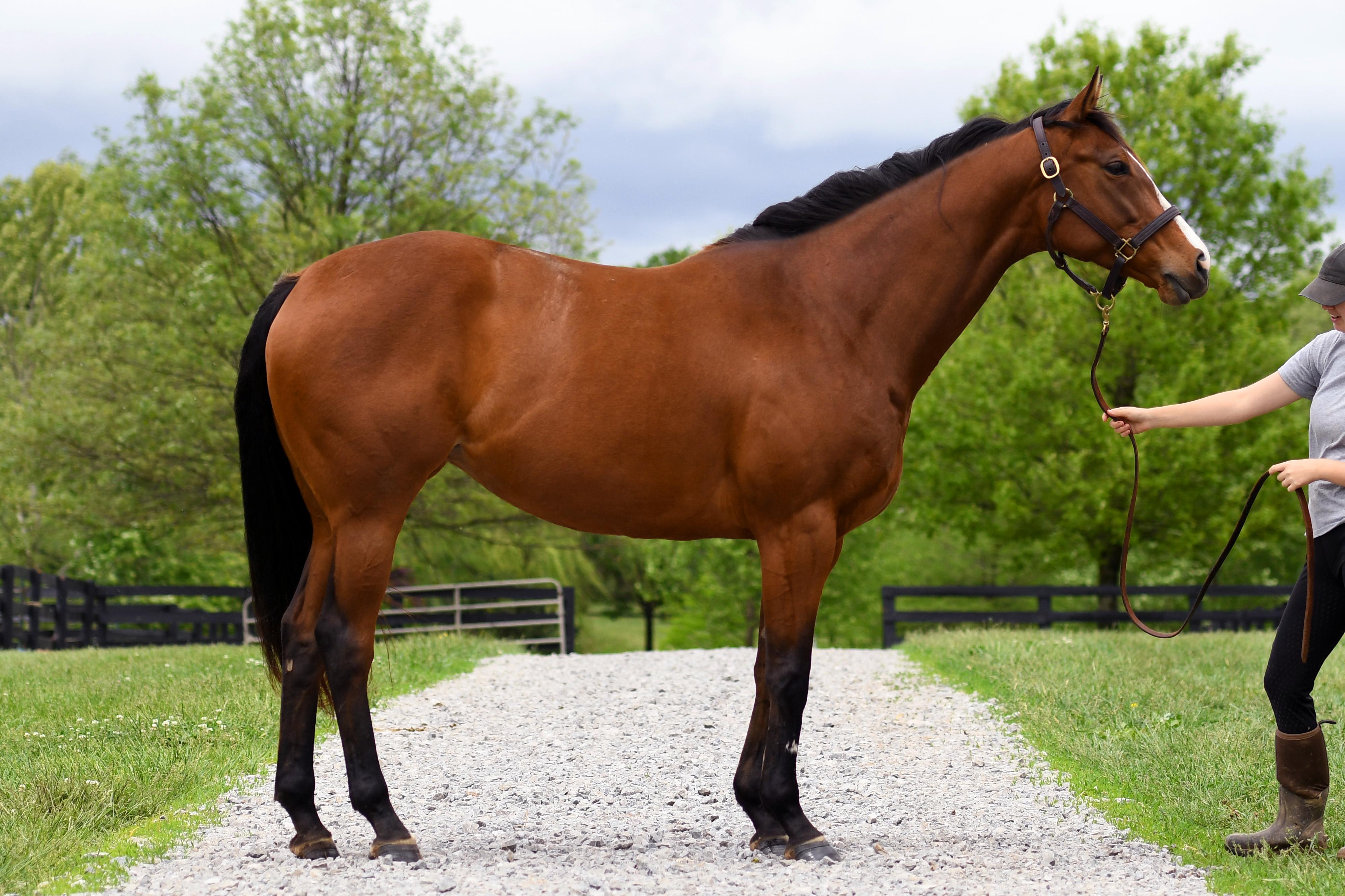 Enlarge Wailua, a Adoptable Thoroughbred in Nicholasville, KY image 3/4