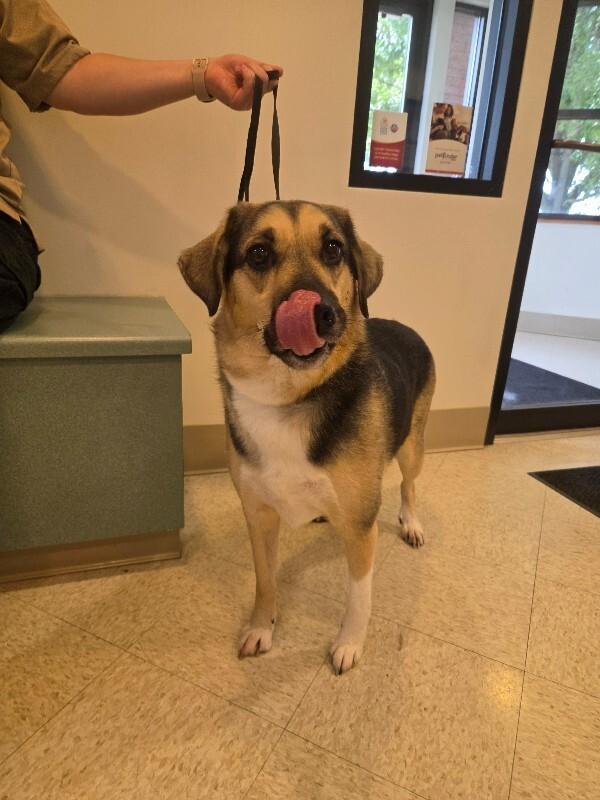 Enlarge Hank, a Adopted mixed breed in Bluffton, IN image 1/4