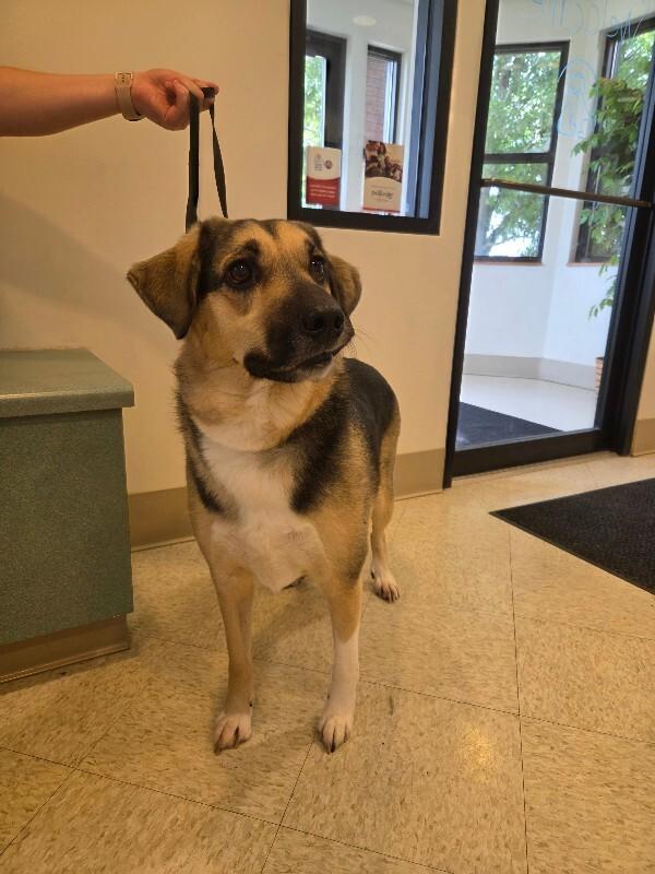 Enlarge Hank, a Adopted mixed breed in Bluffton, IN image 2/4