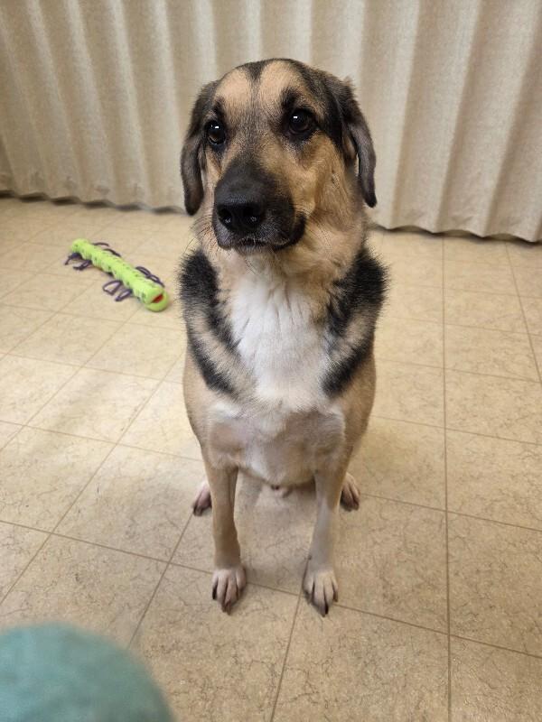 Enlarge Hank, a Adopted mixed breed in Bluffton, IN image 3/4