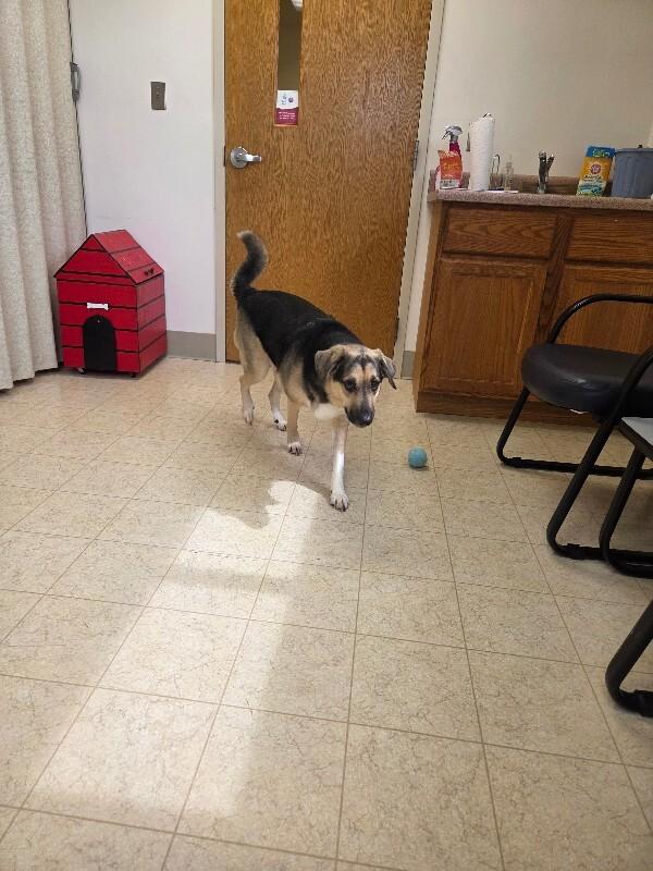 Enlarge Hank, a Adopted mixed breed in Bluffton, IN image 4/4