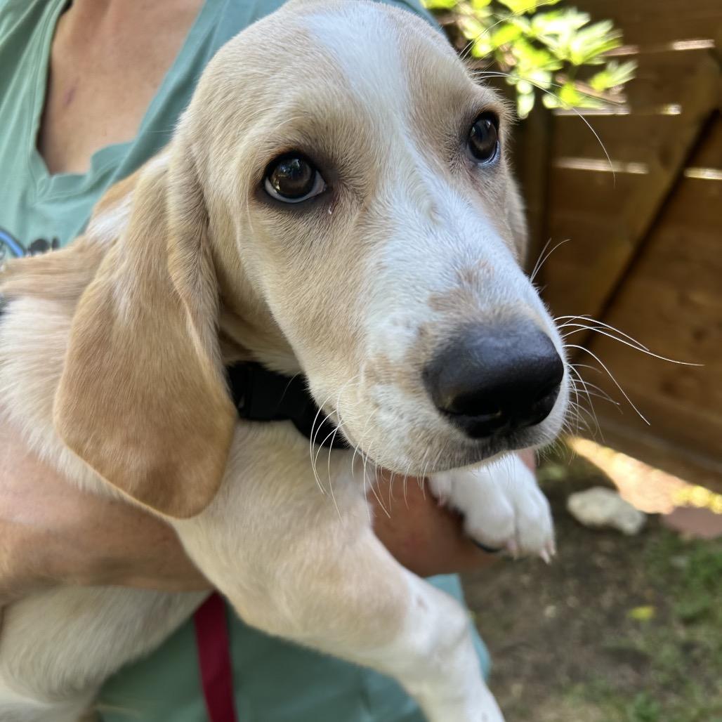 Enlarge Waffles, a Adoptable mixed breed in Austin, TX image 1/6