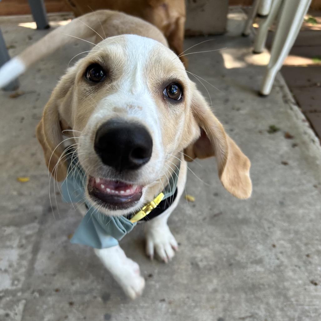 Enlarge Waffles, a Adoptable mixed breed in Austin, TX image 3/6
