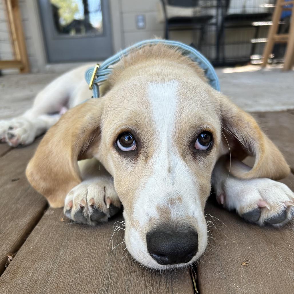 Enlarge Waffles, a Adoptable mixed breed in Austin, TX image 4/6