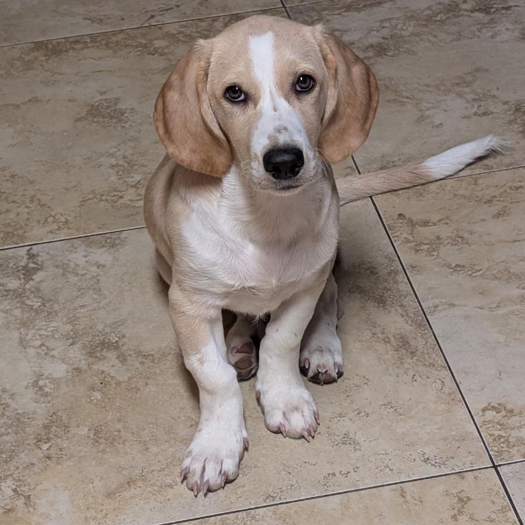 Enlarge Waffles, a Adoptable mixed breed in Austin, TX image 5/6