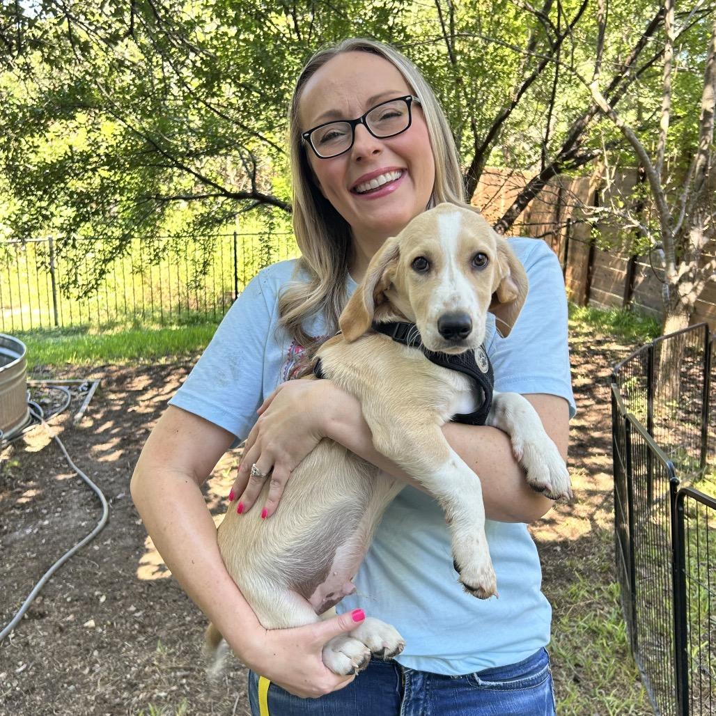 Enlarge Waffles, a Adoptable mixed breed in Austin, TX image 6/6