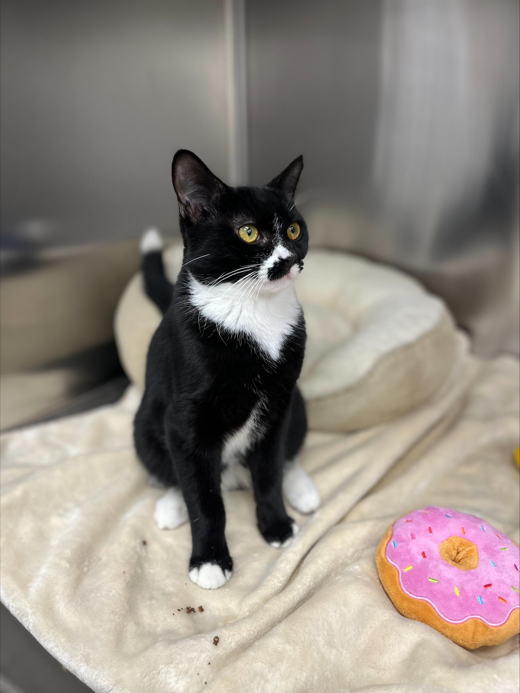 Enlarge Ribeye, a Adoptable Domestic Short Hair in New York, NY image 2/4