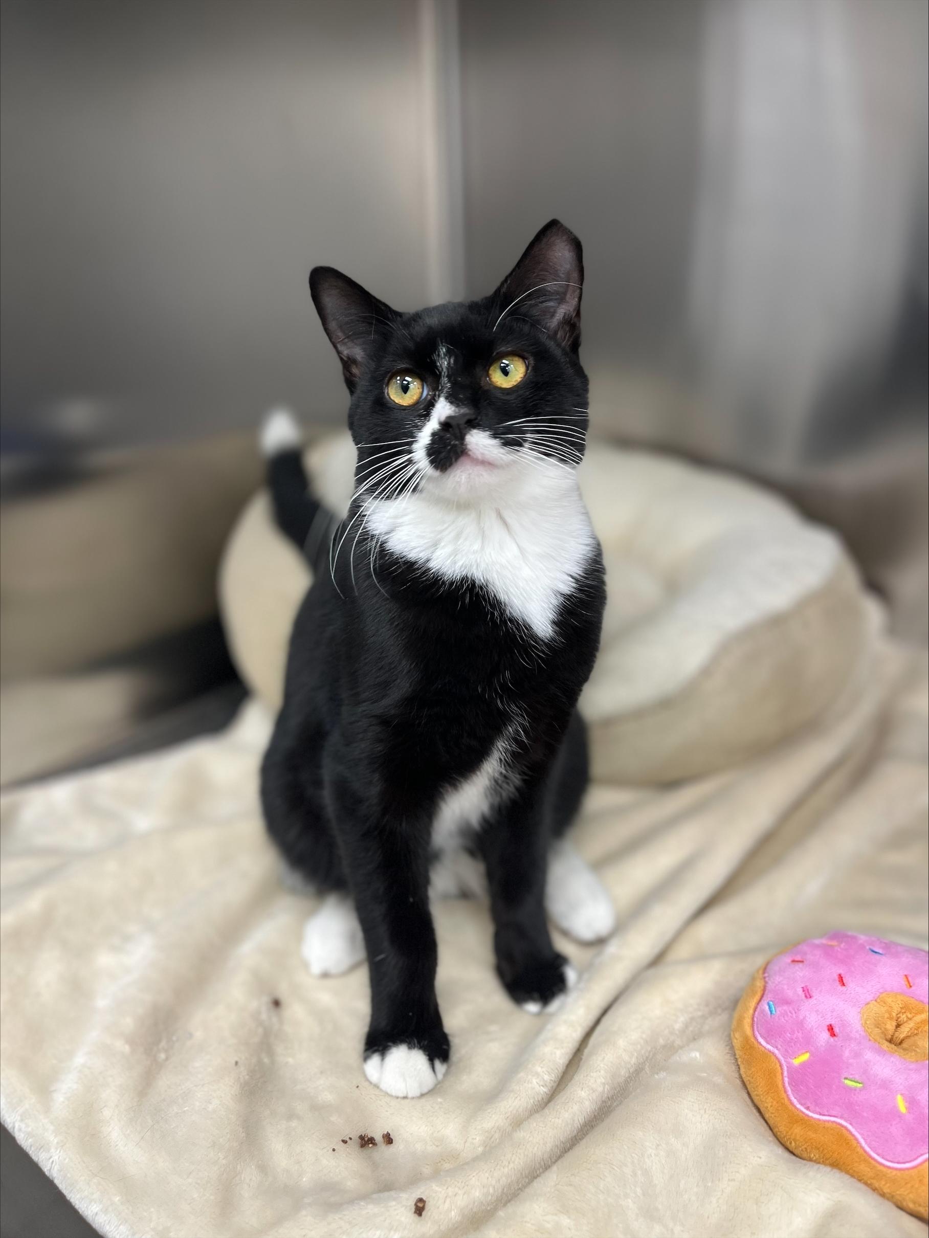 Enlarge Ribeye, a Adoptable Domestic Short Hair in New York, NY image 3/4