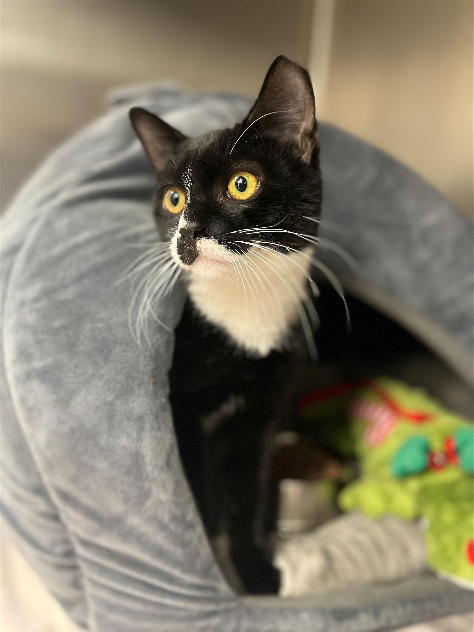 Enlarge Ribeye, a Adoptable Domestic Short Hair in New York, NY image 4/4