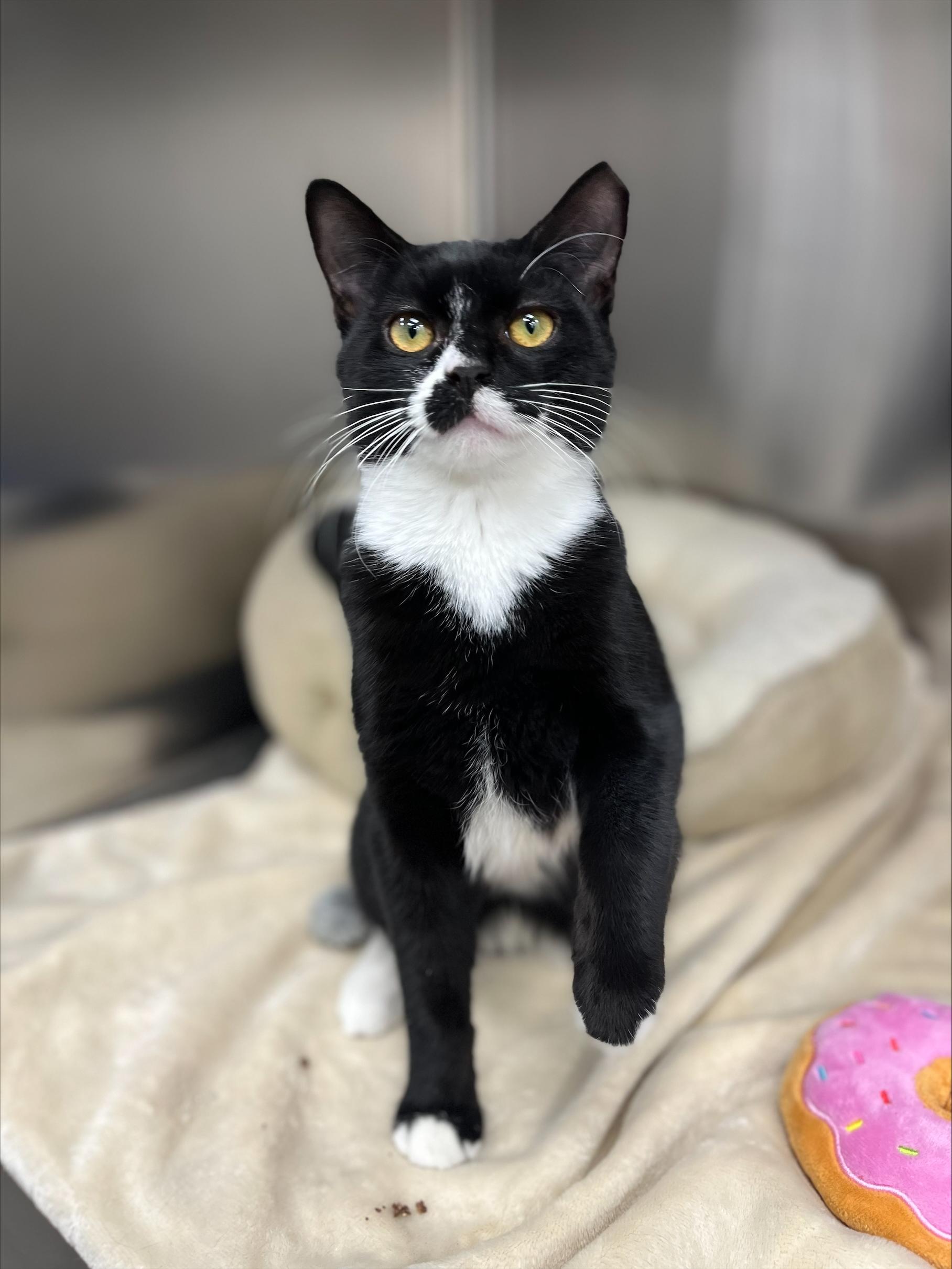 Enlarge Ribeye, a Adoptable Domestic Short Hair in New York, NY image 1/4