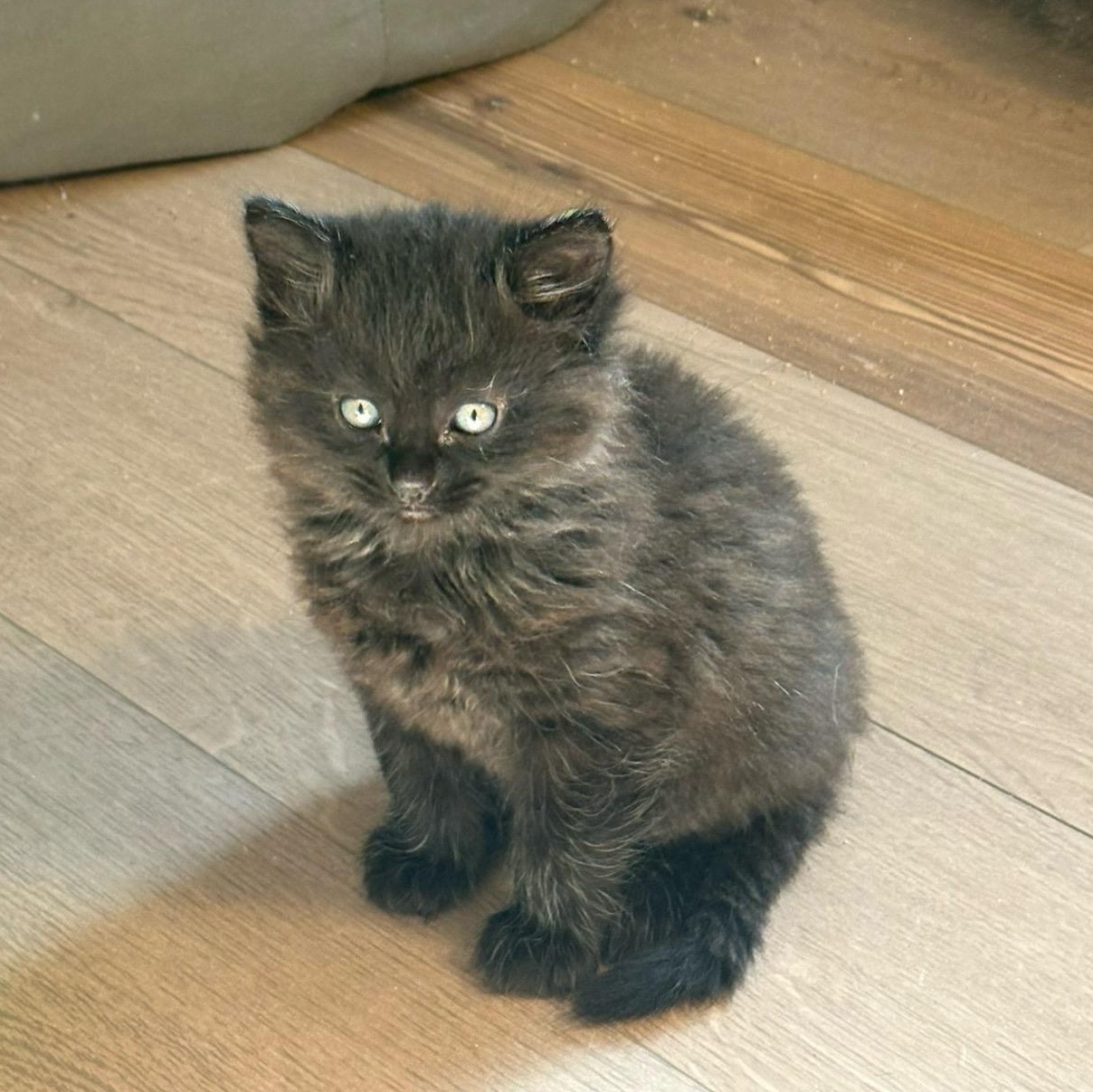 Alamo-TC bonded with Fez, Adoptable, Kitten Male Domestic Medium Hair.