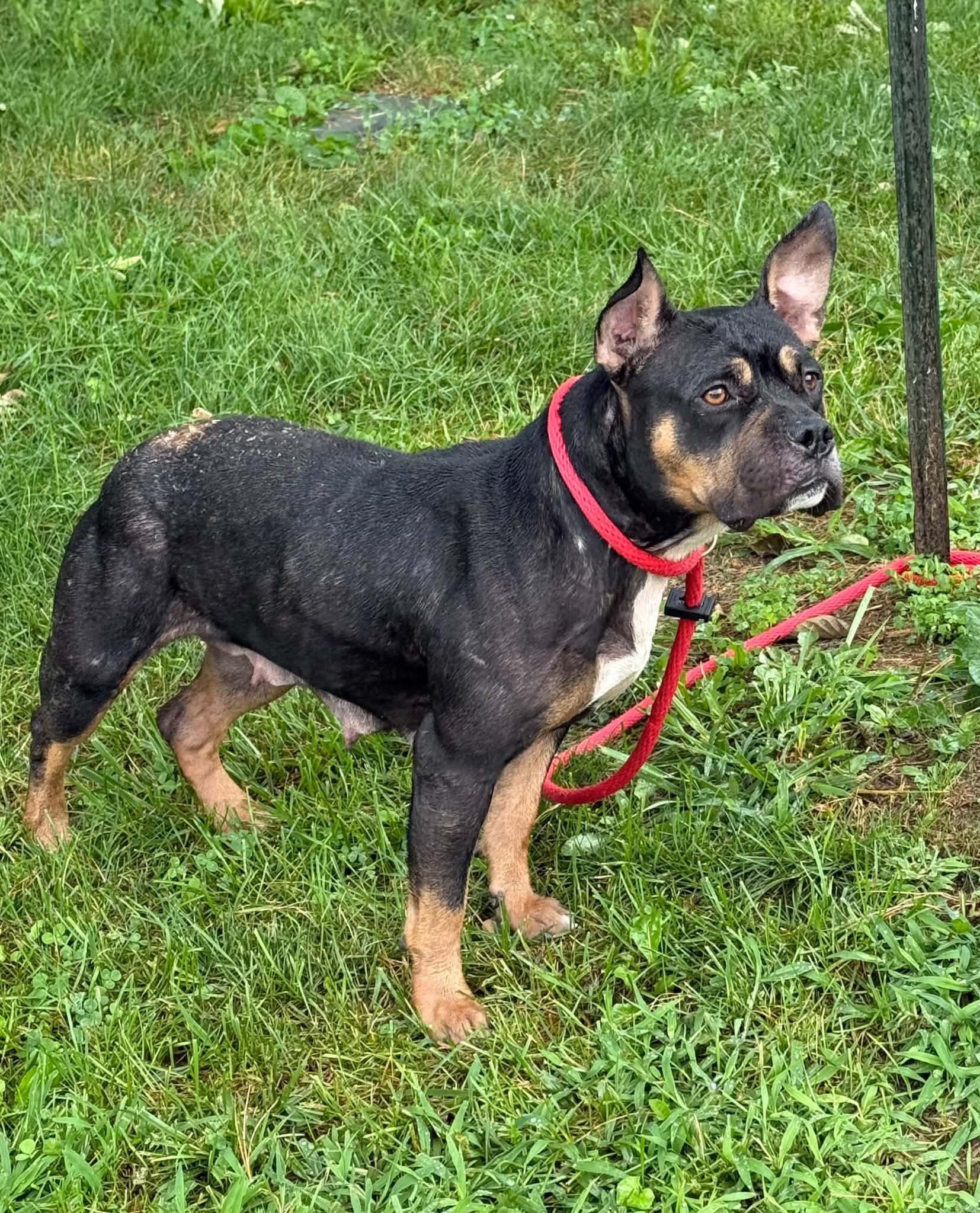 Enlarge Bianca (in a FOSTER home), a Adoptable mixed breed in Springfield, IL image 4/4
