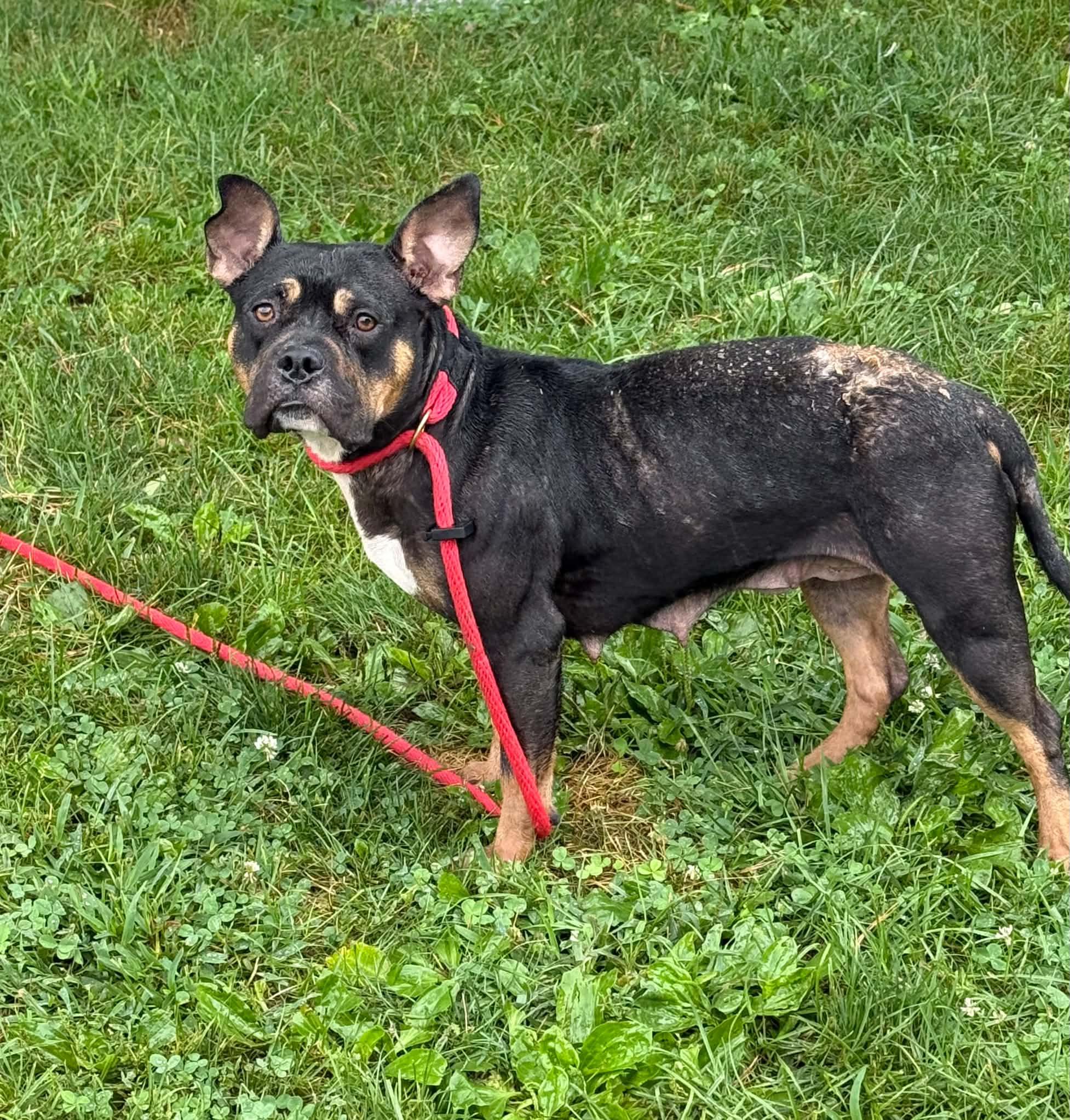 Enlarge Bianca (in a FOSTER home), a Adoptable mixed breed in Springfield, IL image 3/4