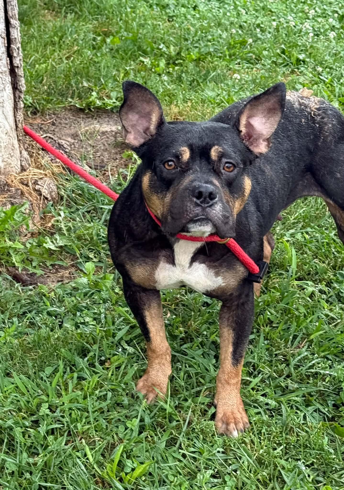 Enlarge Bianca (in a FOSTER home), a Adoptable mixed breed in Springfield, IL image 2/4