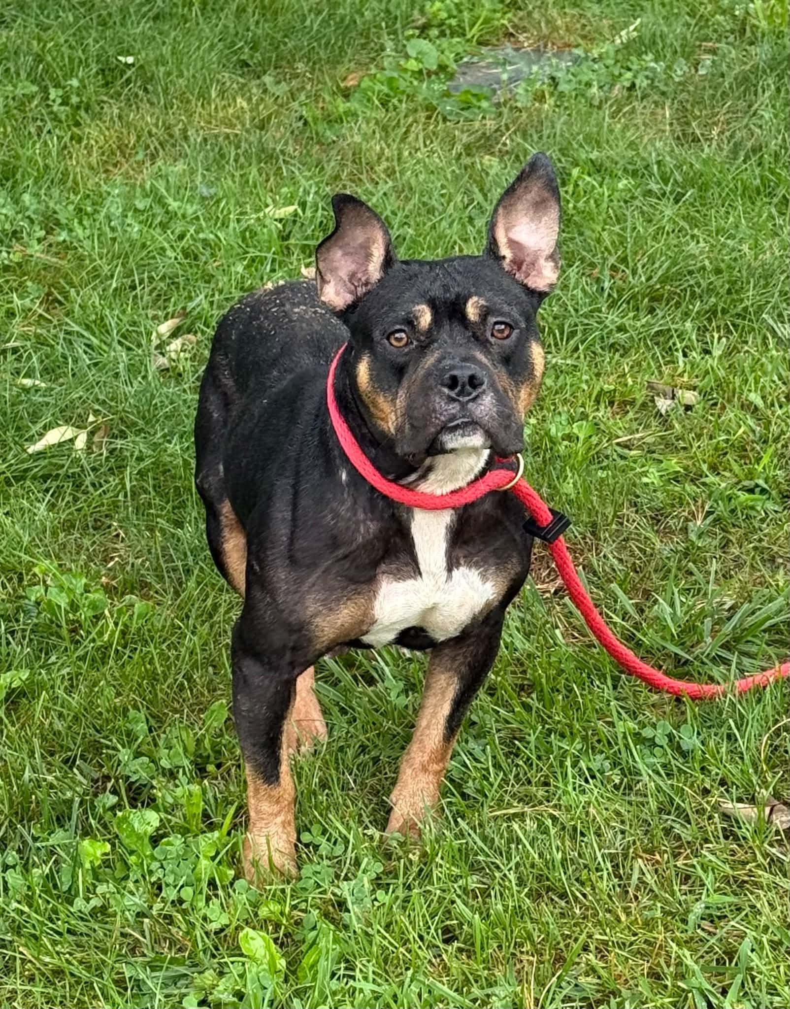 Bianca (in a FOSTER home), Adoptable, Adult Female French Bulldog.