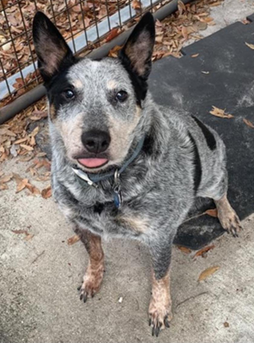 Enlarge Rosco, a Adoptable Australian Cattle Dog / Blue Heeler in Bradenton, FL image 2/2